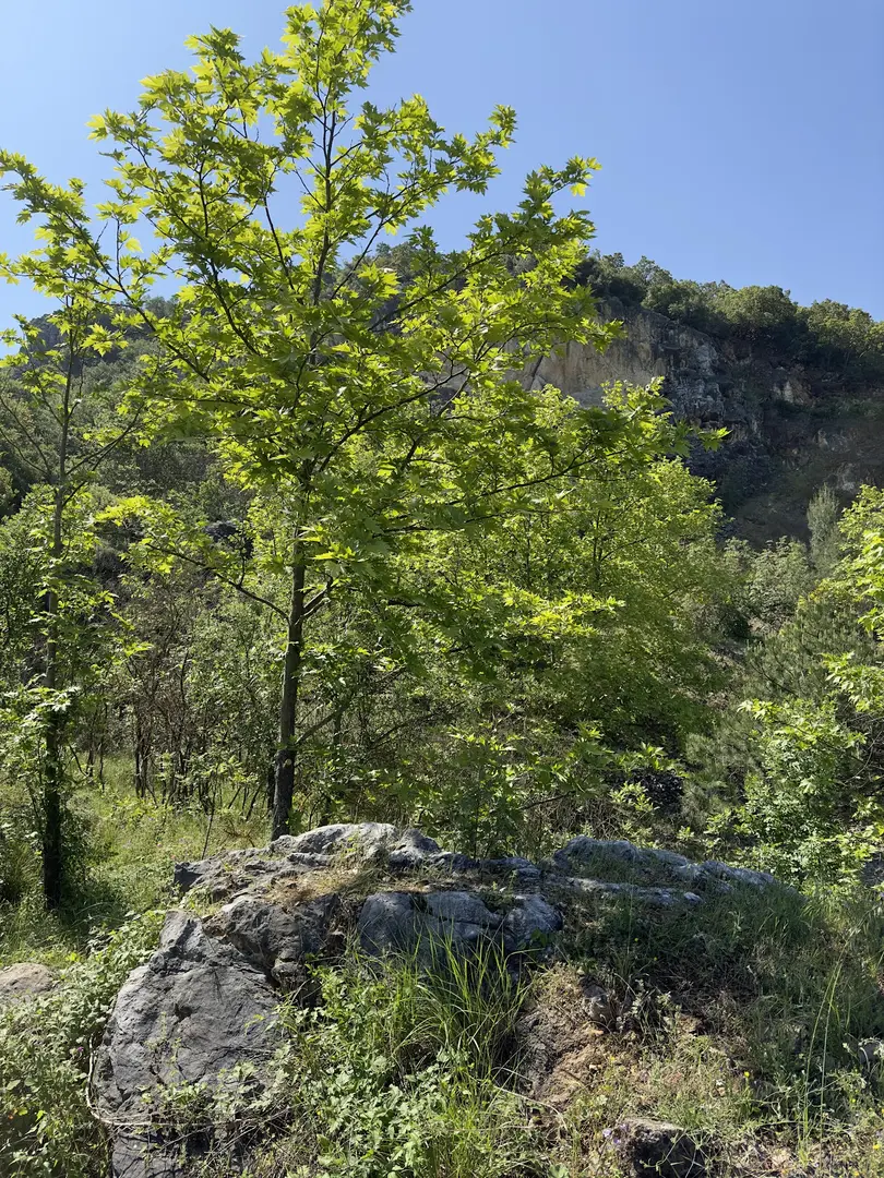 Sagopa Kajmer Kamp Alanı — Bursa — küçük resim 3