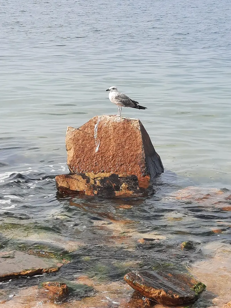 Büyük Küçükbük Camping and Picnic Area — Yalova — küçük resim 8