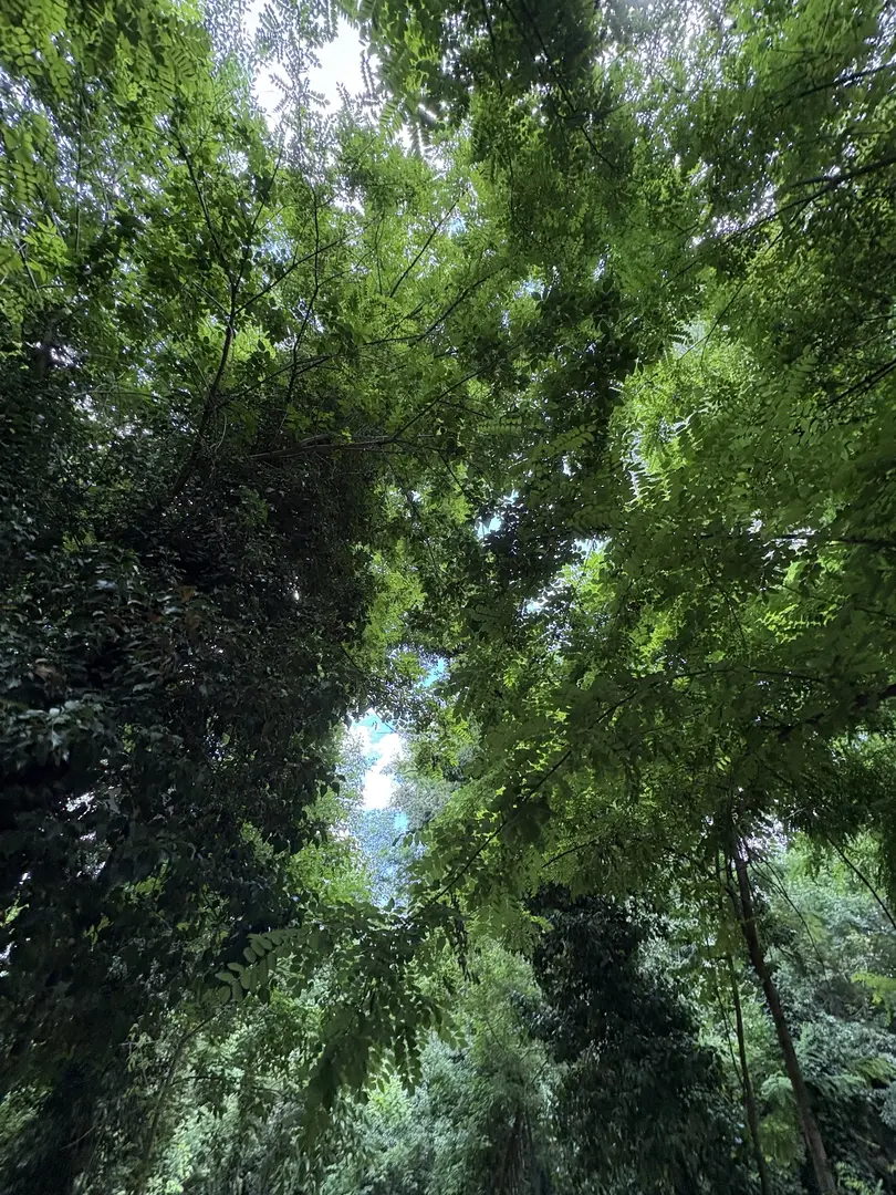 Edirne City Forest — Edirne — küçük resim 7
