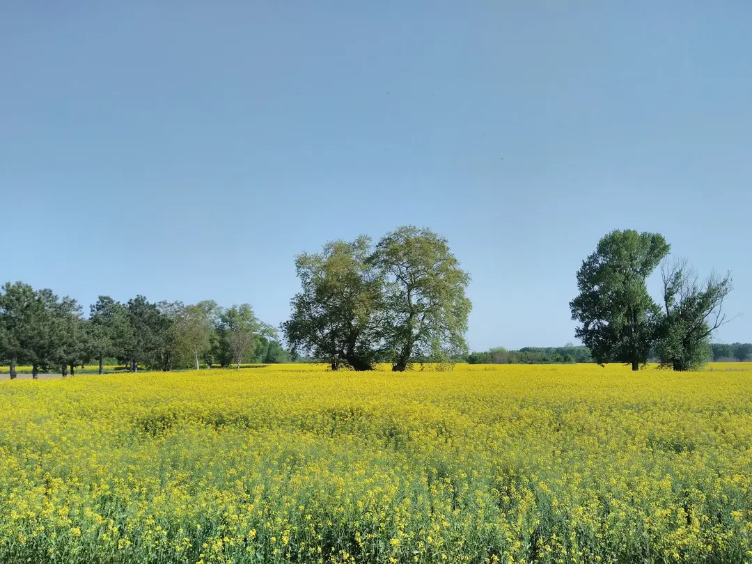Edirne City Forest — Edirne — küçük resim 9
