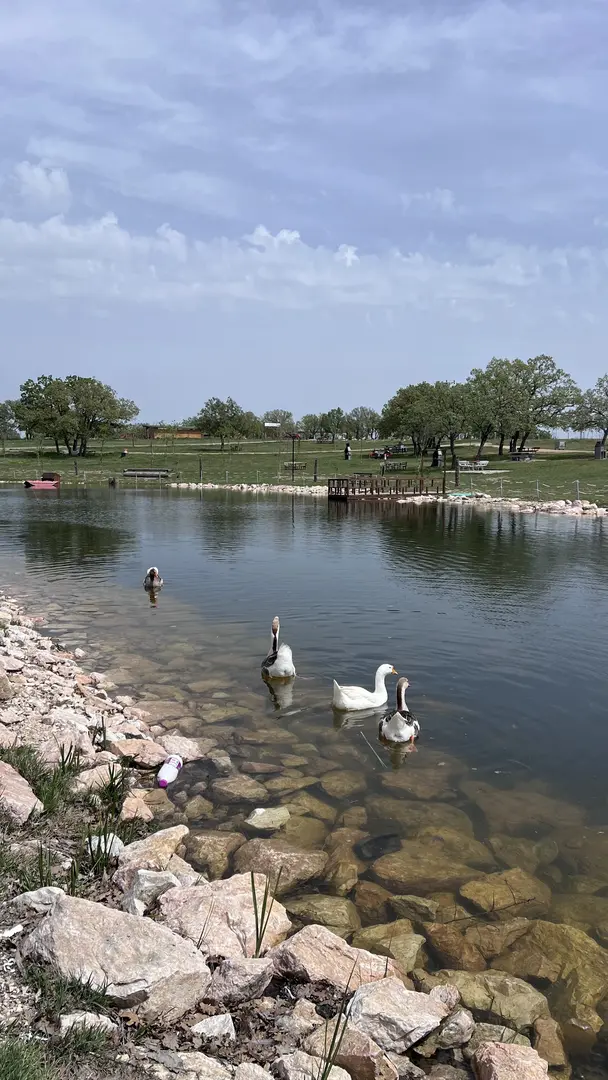 Musabeyli Mesire Alanı — Edirne — küçük resim 4