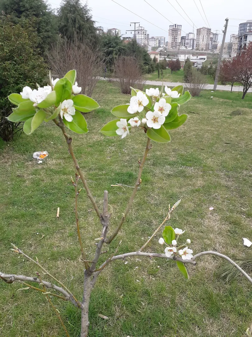 Turkish Women's Union Forest — Edirne — küçük resim 5