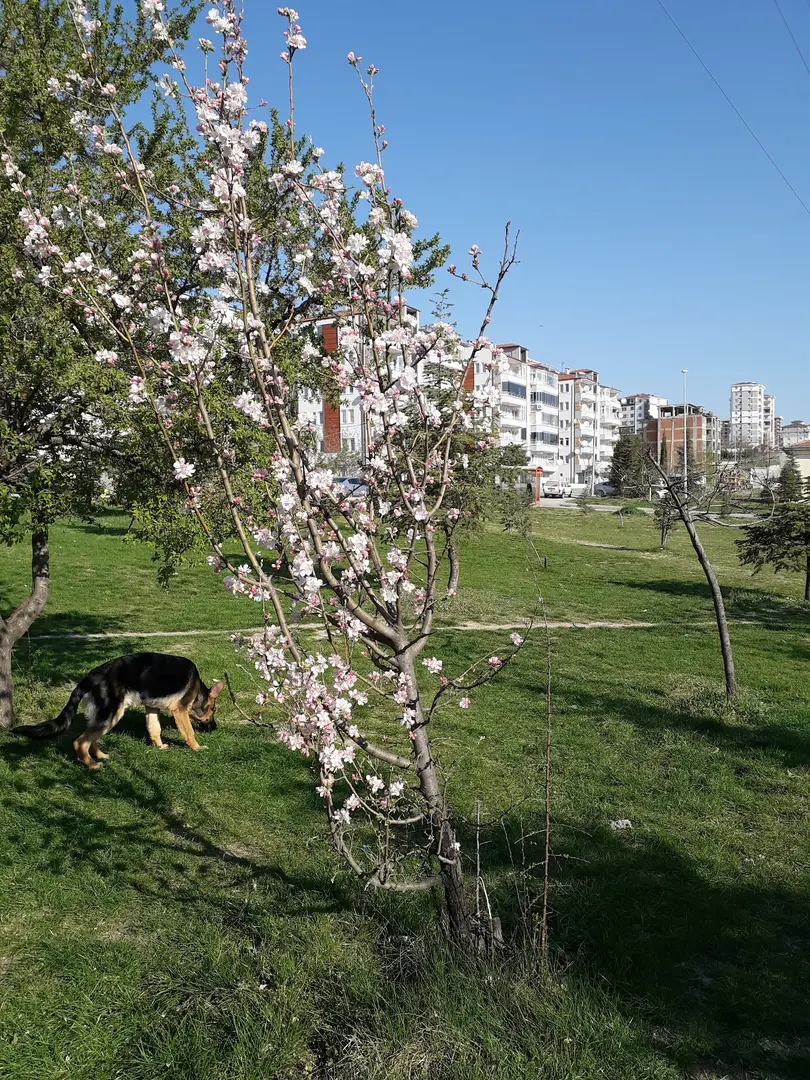 Turkish Women's Union Forest — Edirne — küçük resim 3