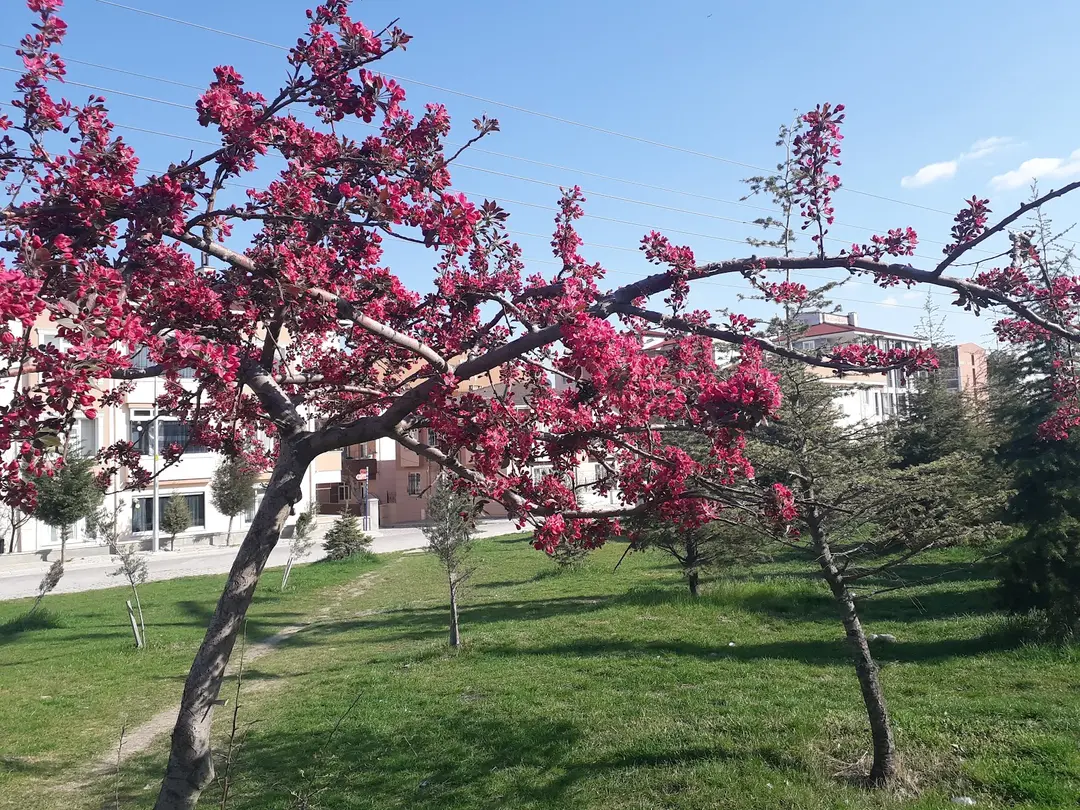 Turkish Women's Union Forest — Edirne — küçük resim 7