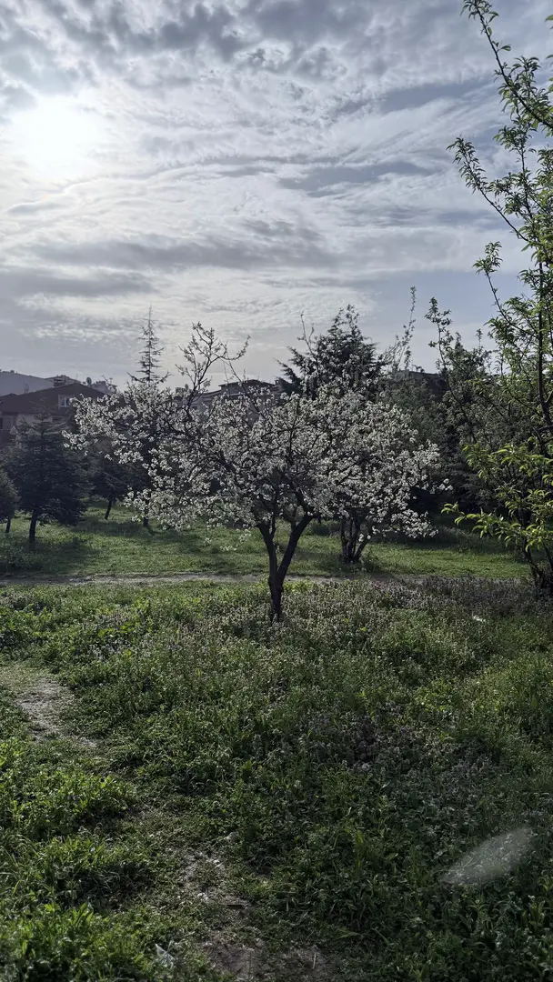 Türk Kadınlar Birliği Ormanı