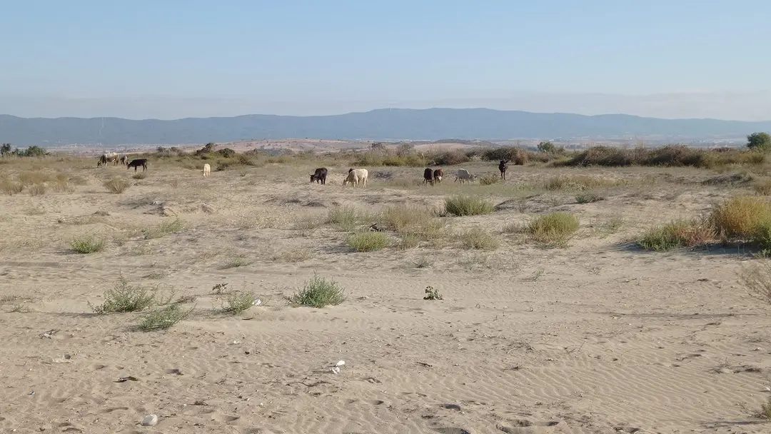Evreşe Plaji Non-Stop Camping Alani — Çanakkale — küçük resim 3