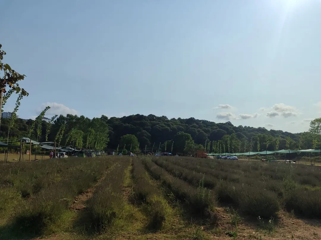 Kıyıköy Lavender camping — Kırklareli — küçük resim 5