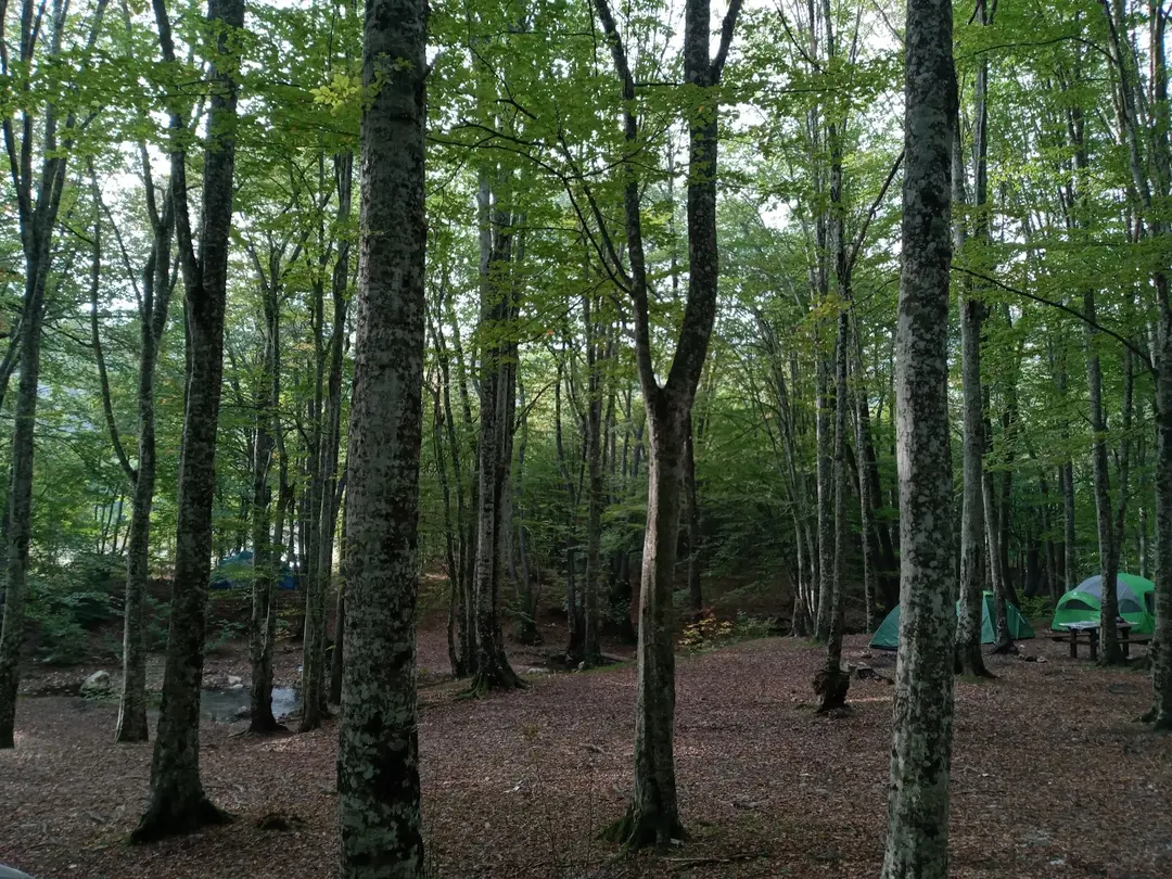 Balaban Camping and Picnic Area — Kırklareli — küçük resim 2