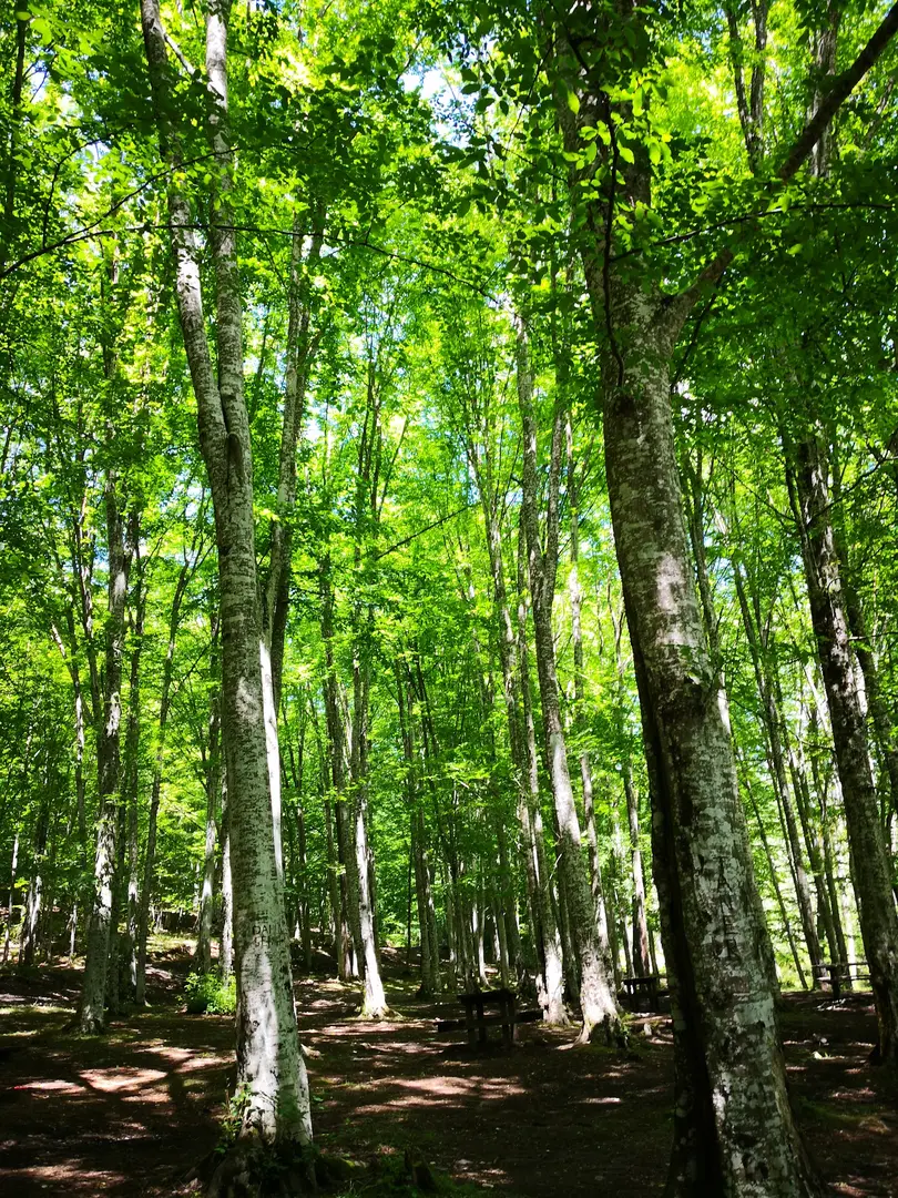 Balaban Camping and Picnic Area — Kırklareli — küçük resim 6