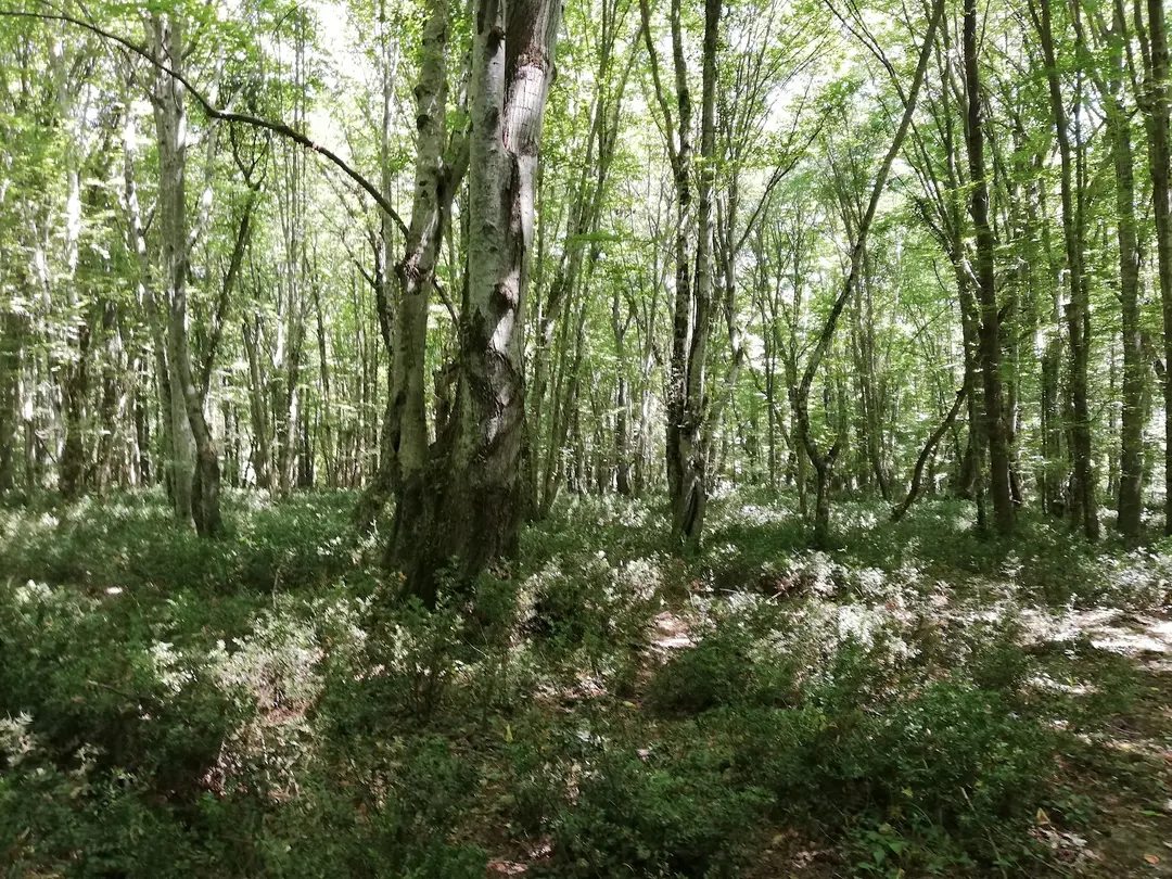 İğneada Longoz Forests National Park — Kırklareli — küçük resim 3