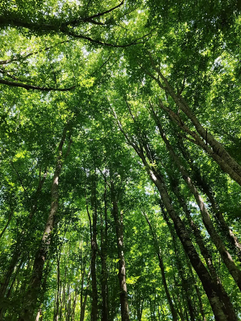 İğneada Longoz Forests National Park — Kırklareli — küçük resim 4