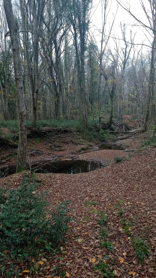 İğneada Longoz Forests National Park — Kırklareli — küçük resim 9