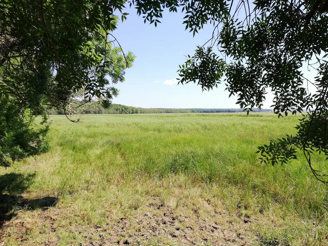 İğneada Longoz Forests National Park — Kırklareli — küçük resim 6