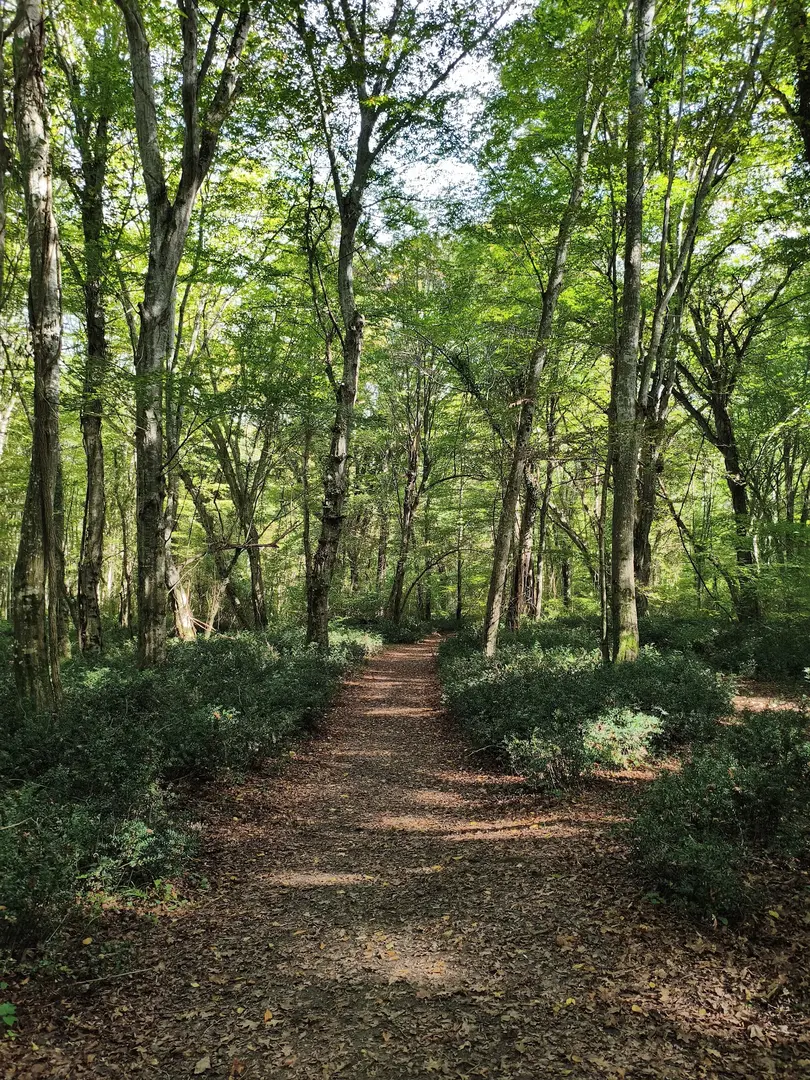 İğneada Longoz Forests National Park — Kırklareli — küçük resim 2