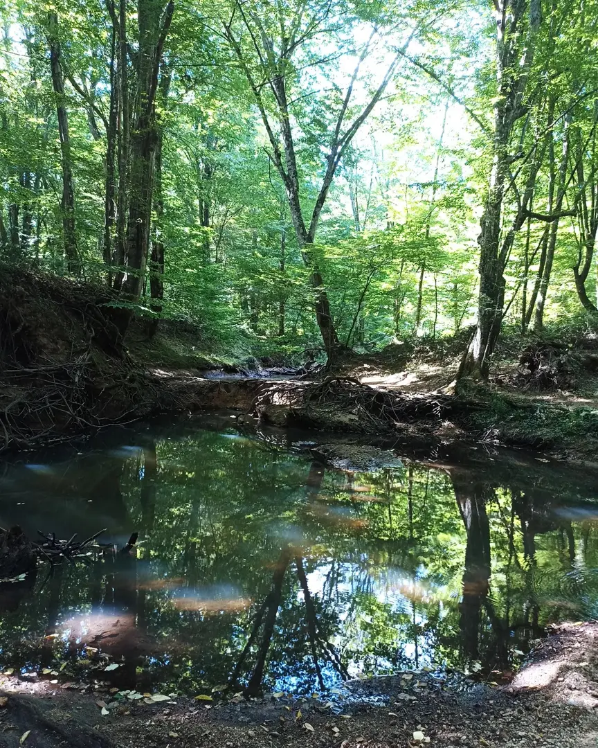 İğneada Longoz Forests National Park — Kırklareli — küçük resim 8