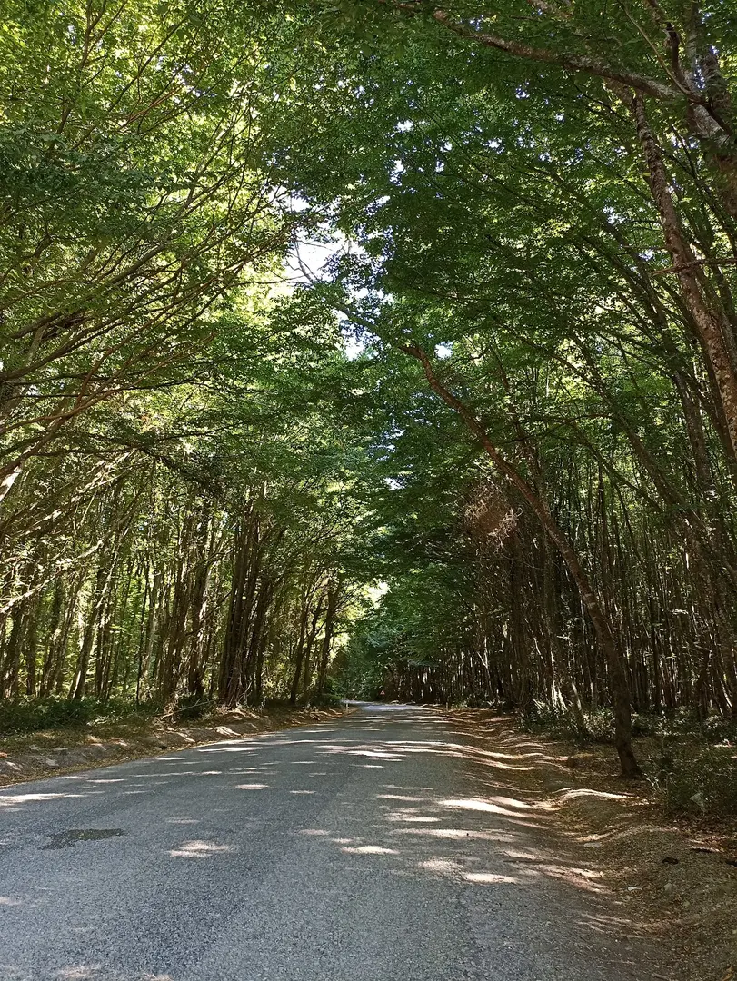 İğneada Longoz Forests National Park — Kırklareli — küçük resim 5