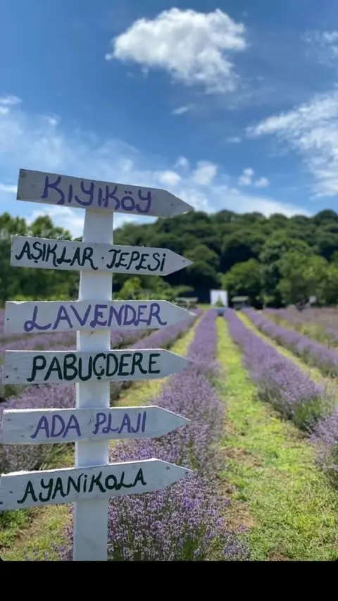 Kıyıköy Lavender camping