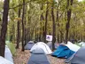 inğeada kamping ormanı