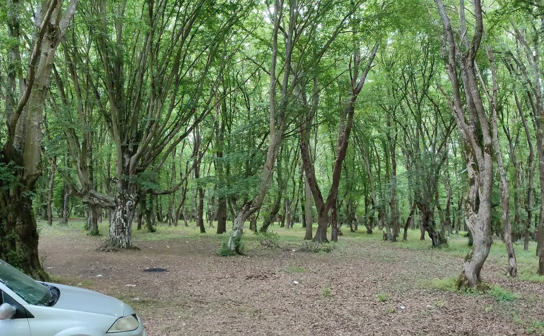 Ergonya Camping — Kırklareli — küçük resim 4