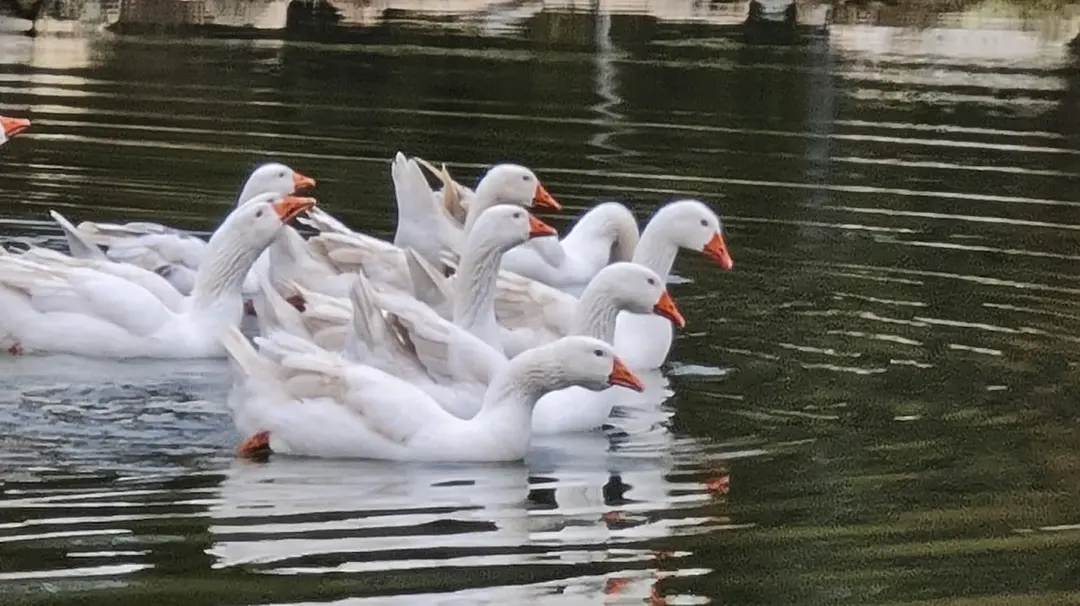SisliVadi İğneada — Kırklareli — küçük resim 6
