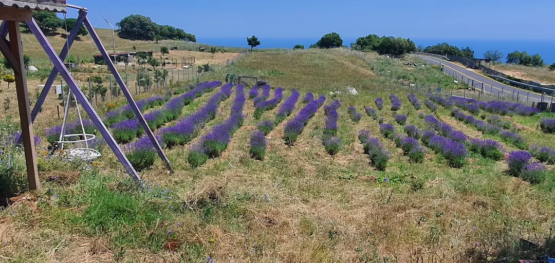 Lavender Symphony — Tekirdağ — küçük resim 9