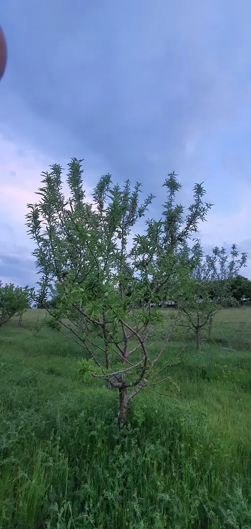 Lavender Symphony — Tekirdağ — küçük resim 6
