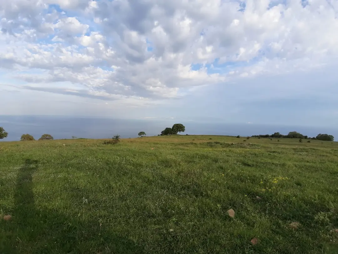 Lavender Symphony — Tekirdağ — küçük resim 5