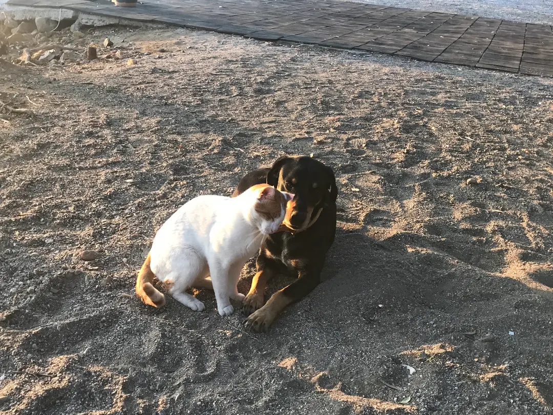 Playa Çatlak & Camping — Muğla — küçük resim 8