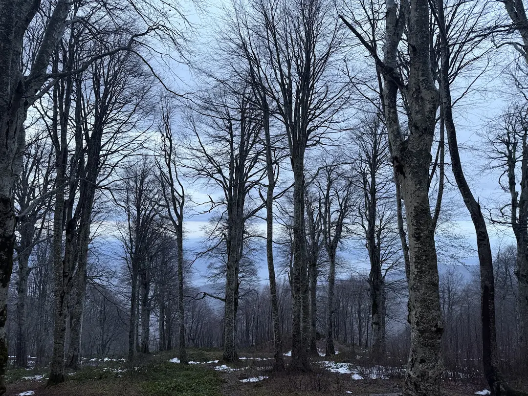 Kuzuyayla Tabiat Parkı — Kocaeli — küçük resim 6