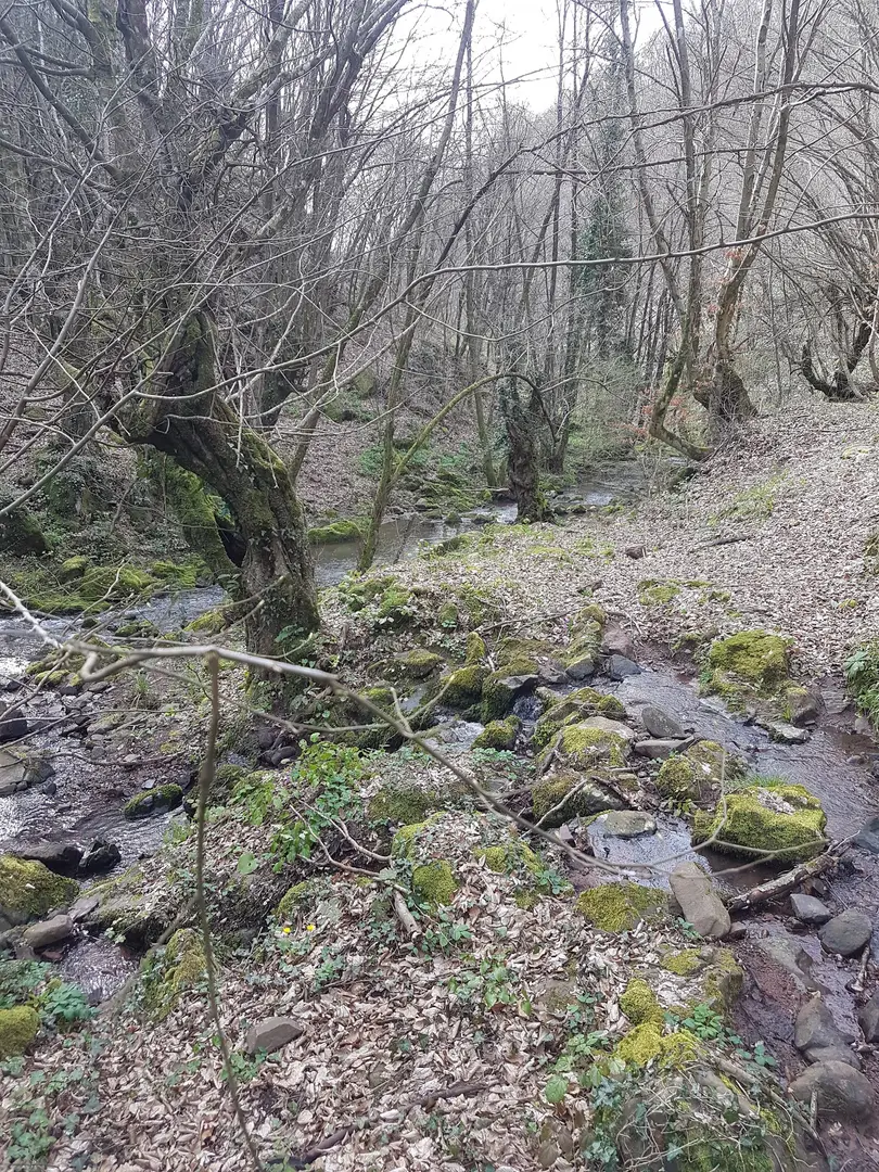 Molla yakup çayırı — Kocaeli — küçük resim 9