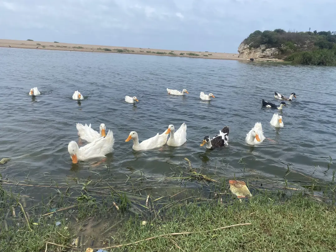 Deniz Kamp Alanı — Kocaeli — küçük resim 2
