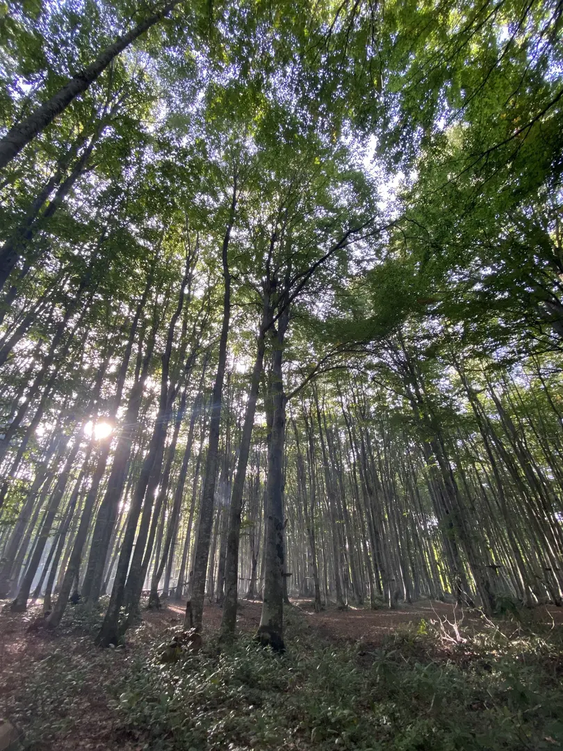 Eriklitepe Nature Park — Kocaeli — küçük resim 3
