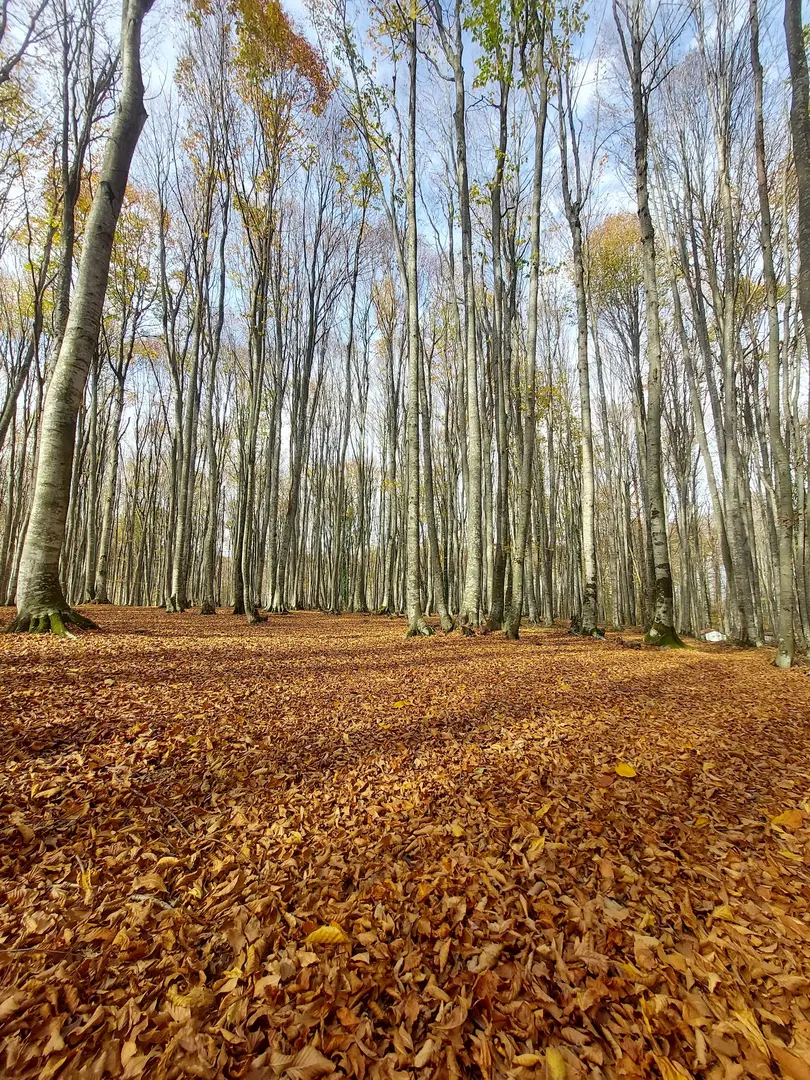 Eriklitepe Nature Park — Kocaeli — küçük resim 4