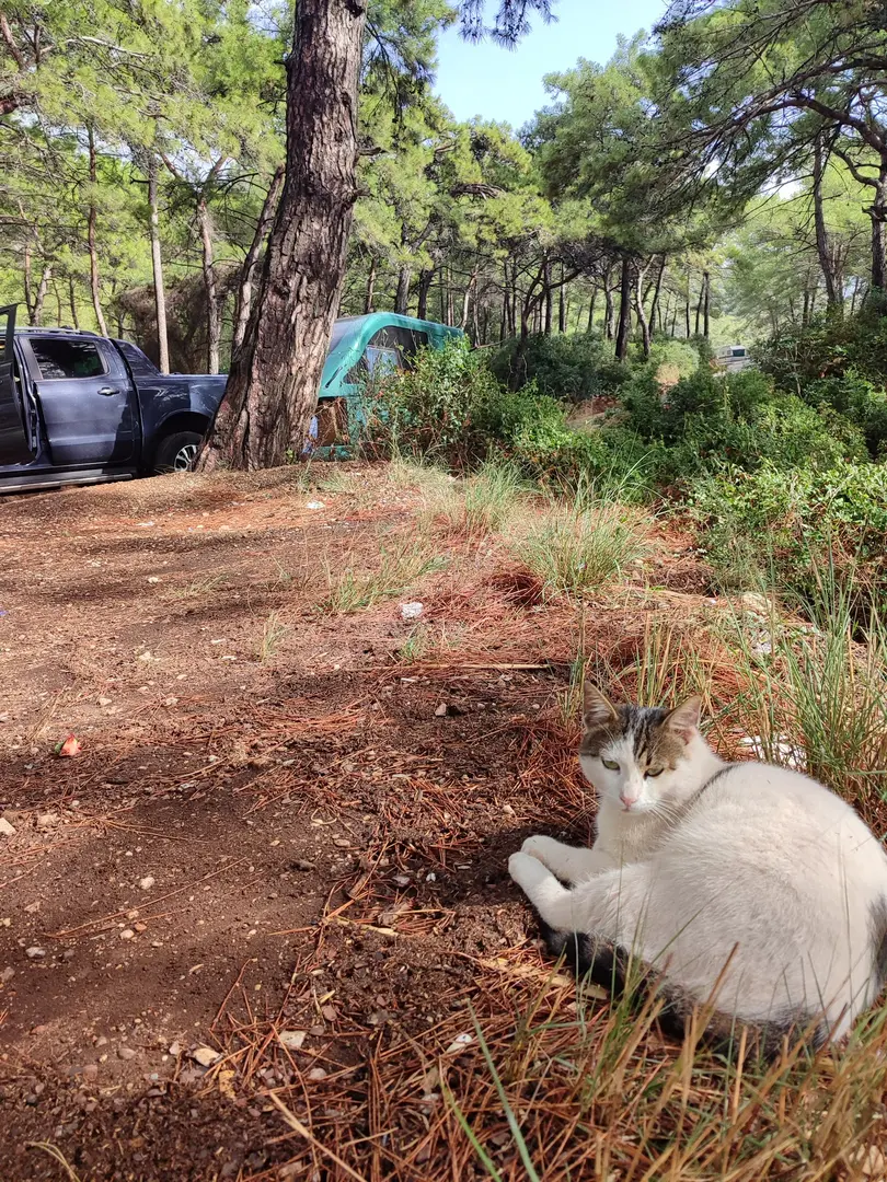 Yiyem İçem Gezem Camping Area — Muğla — küçük resim 5