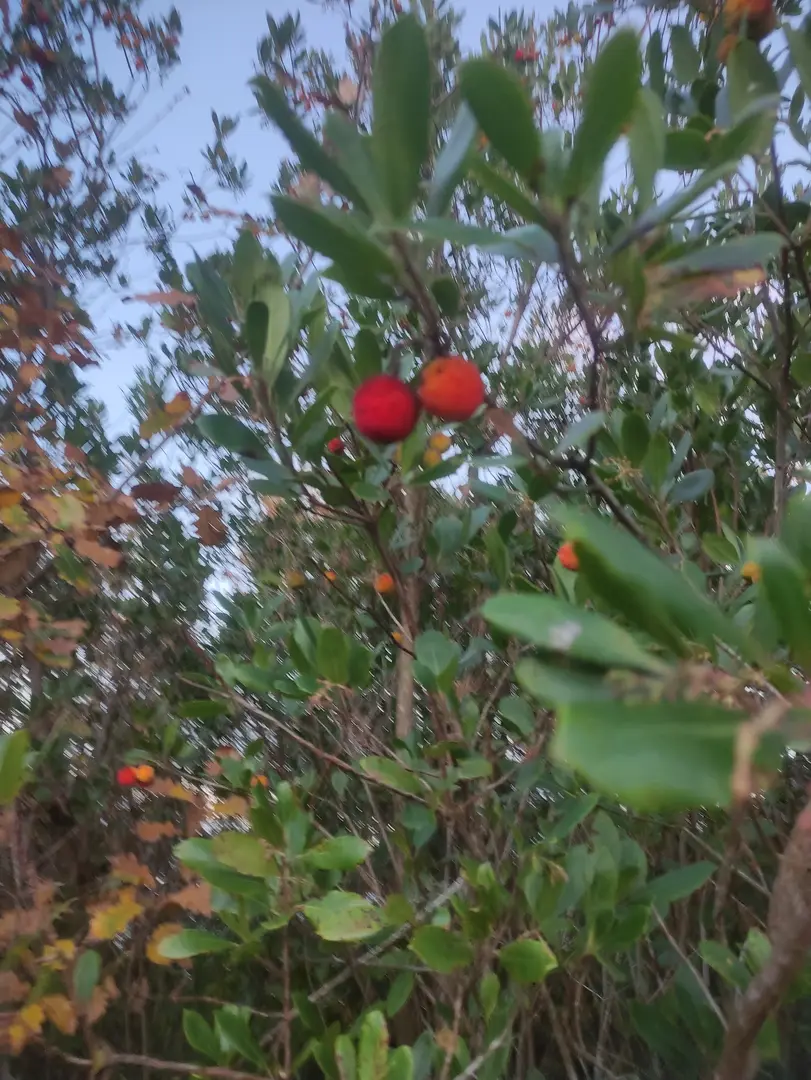 Bollu Koyu Kanılcak Koyu — Kocaeli — küçük resim 3