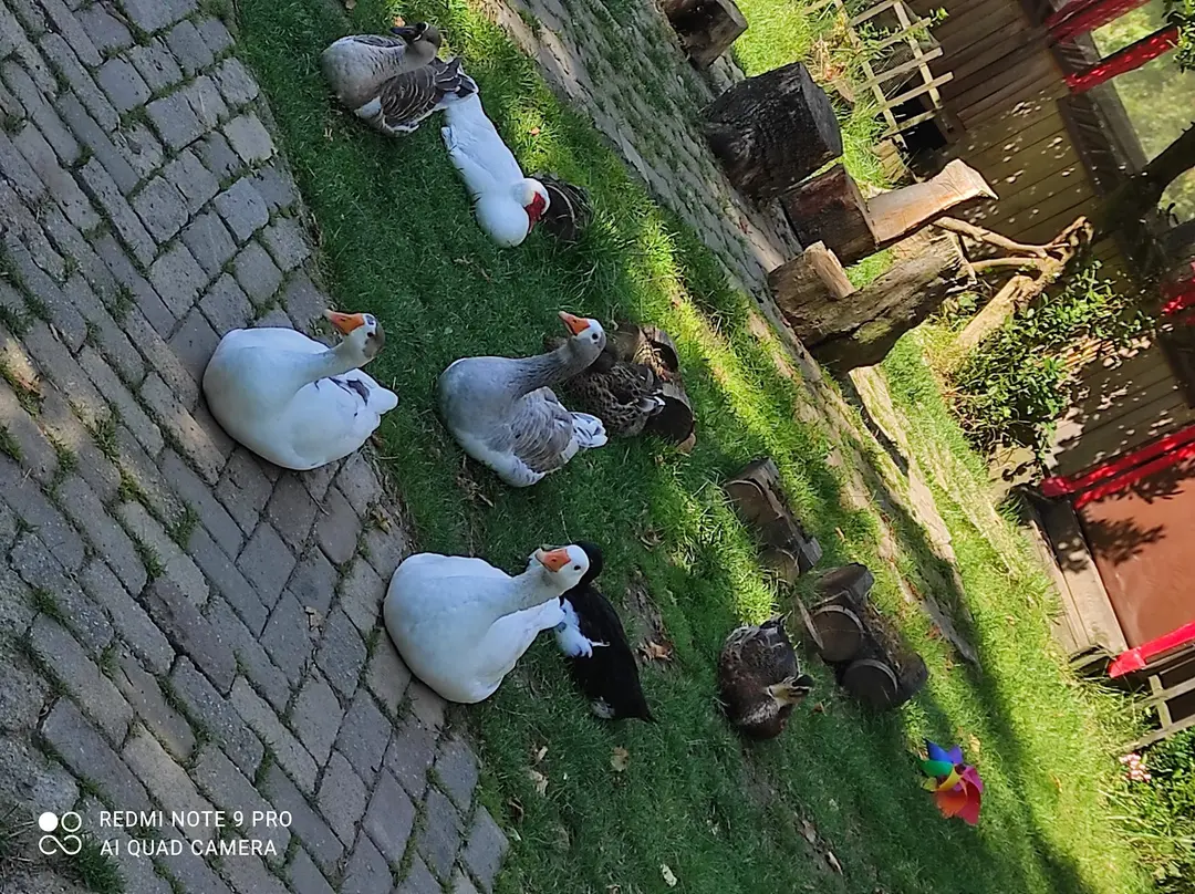 Yeşil Düş Vadisi Bungalow — Kocaeli — küçük resim 4