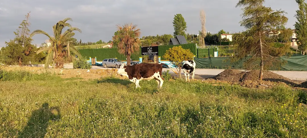 Bayramoğlu Bahçe Bungalov — Kocaeli — küçük resim 8