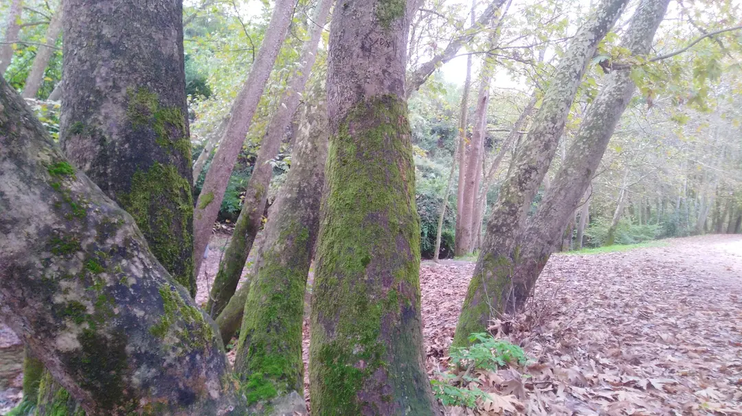 Çenedağ Waterfall — Kocaeli — küçük resim 8