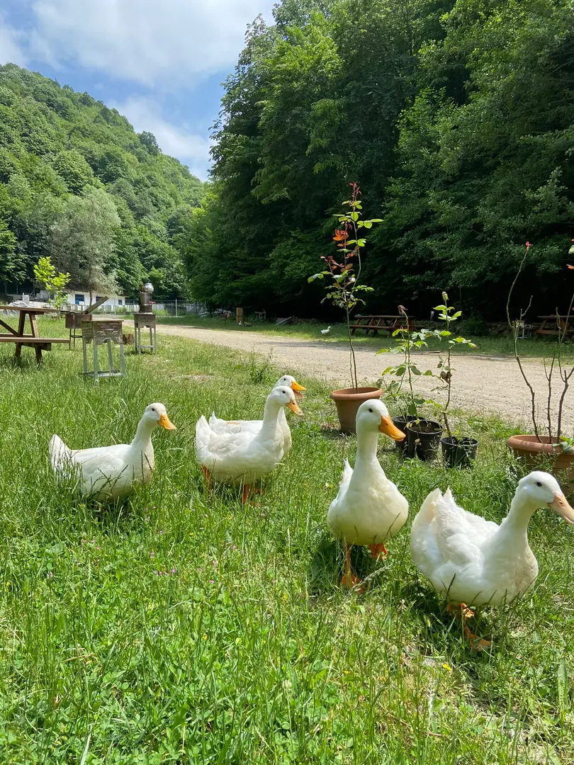 Ormanika Breakfast Trout Picnic and Camping Facility — Yalova — küçük resim 4