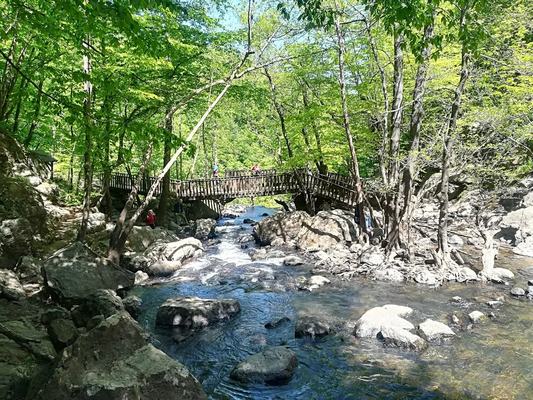 Yalova City Forest — Yalova — küçük resim 5