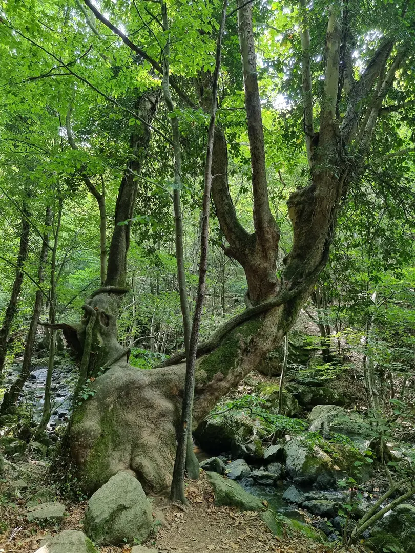 Yalova City Forest — Yalova — küçük resim 7