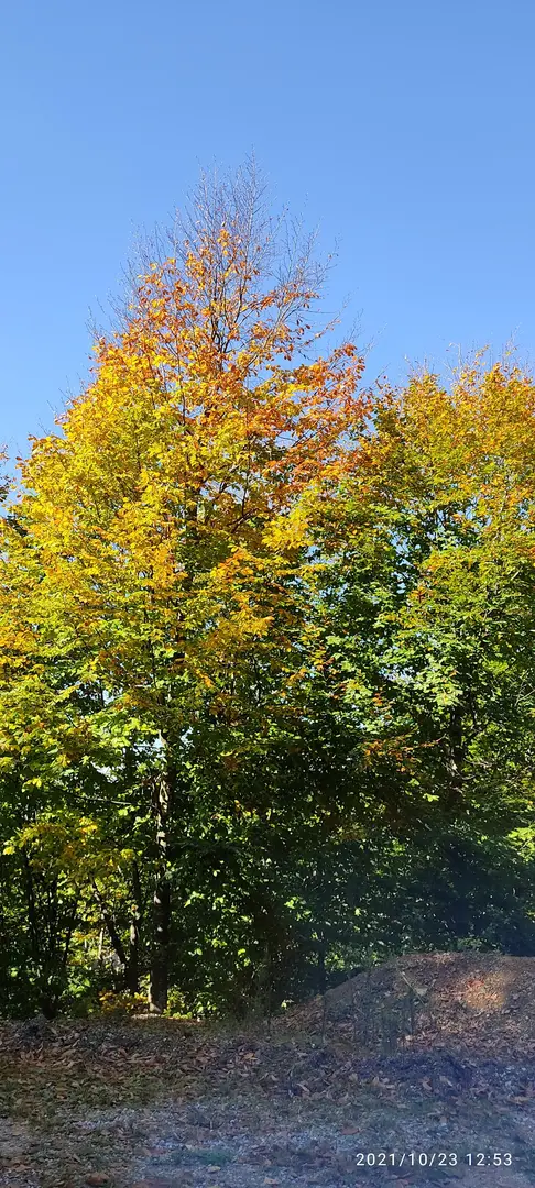 Beşpınar Yaylası — Yalova — küçük resim 9