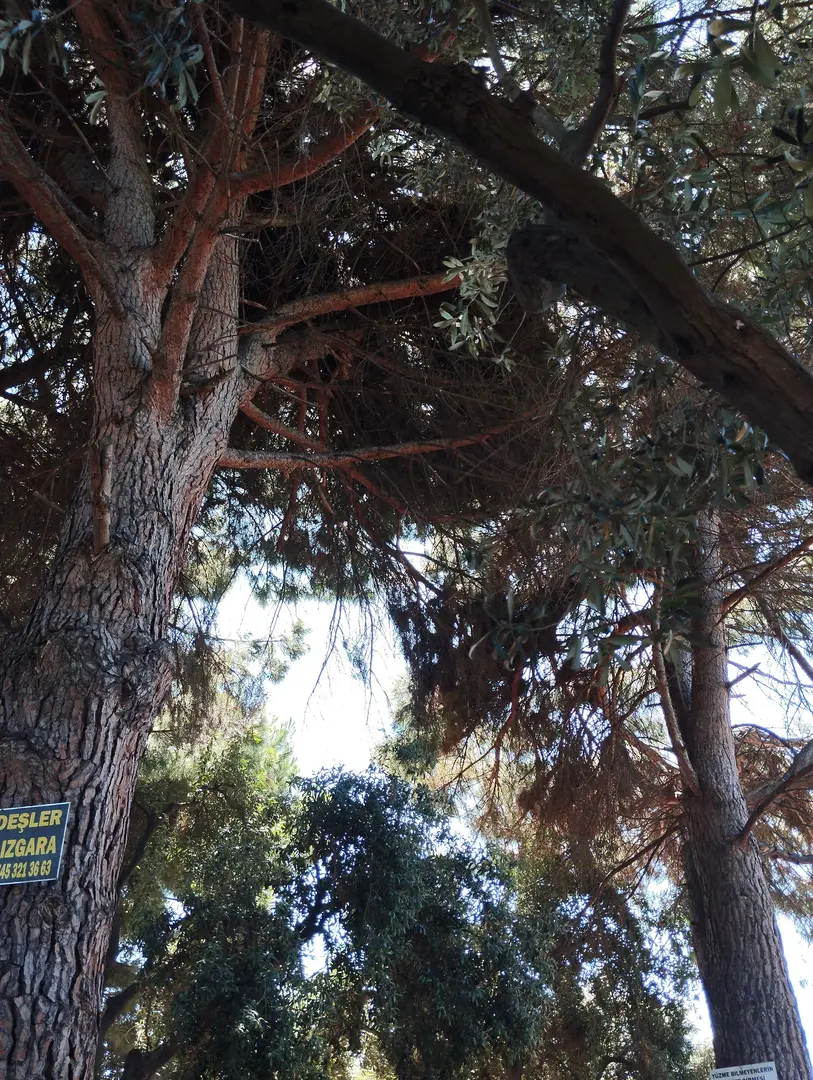 Büyük Küçükbük Camping and Picnic Area — Yalova — küçük resim 9