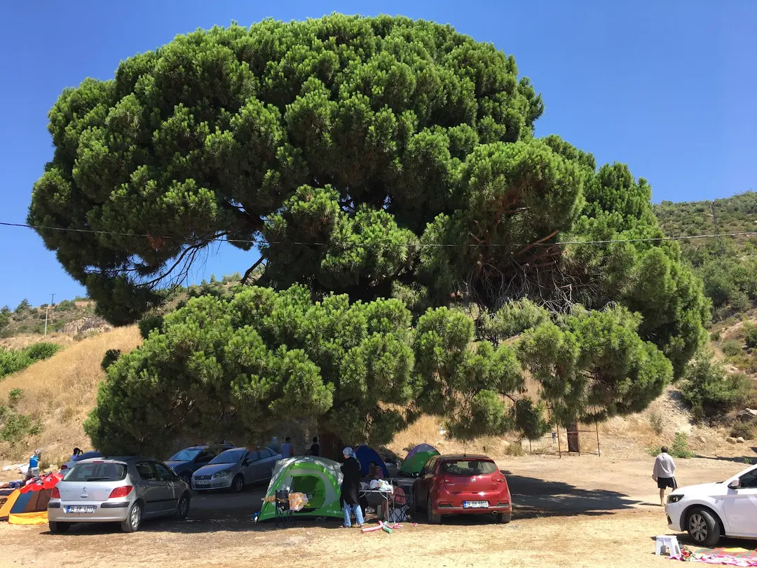 Área de Picnic de Fıstıklı Köyü — Yalova — küçük resim 7