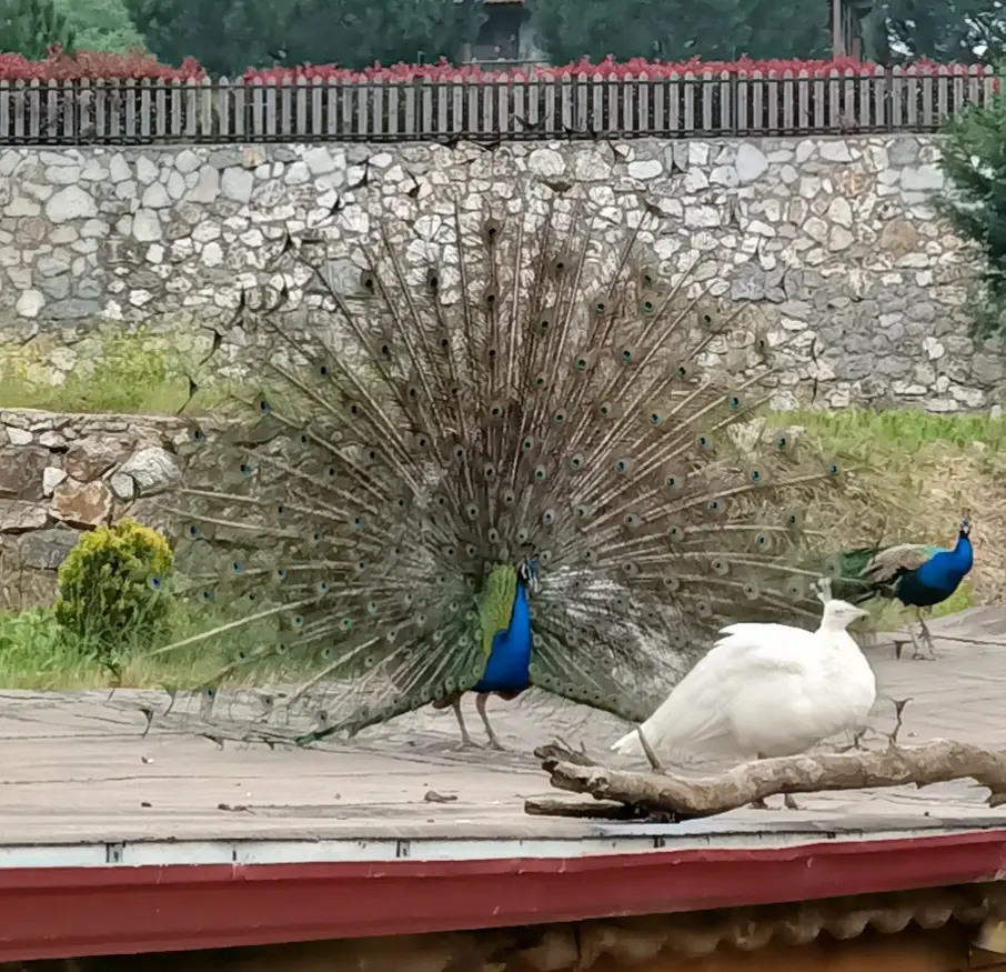 Masal Koy Bungalov — Yalova — küçük resim 6