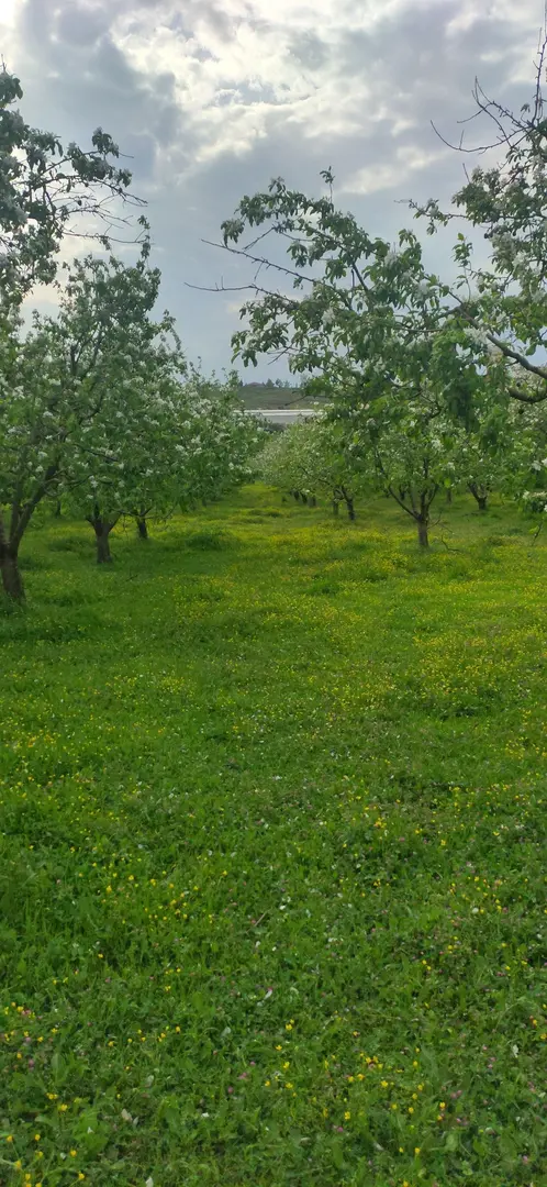 İhlas evleri Çiftlikköy — Yalova — küçük resim 4