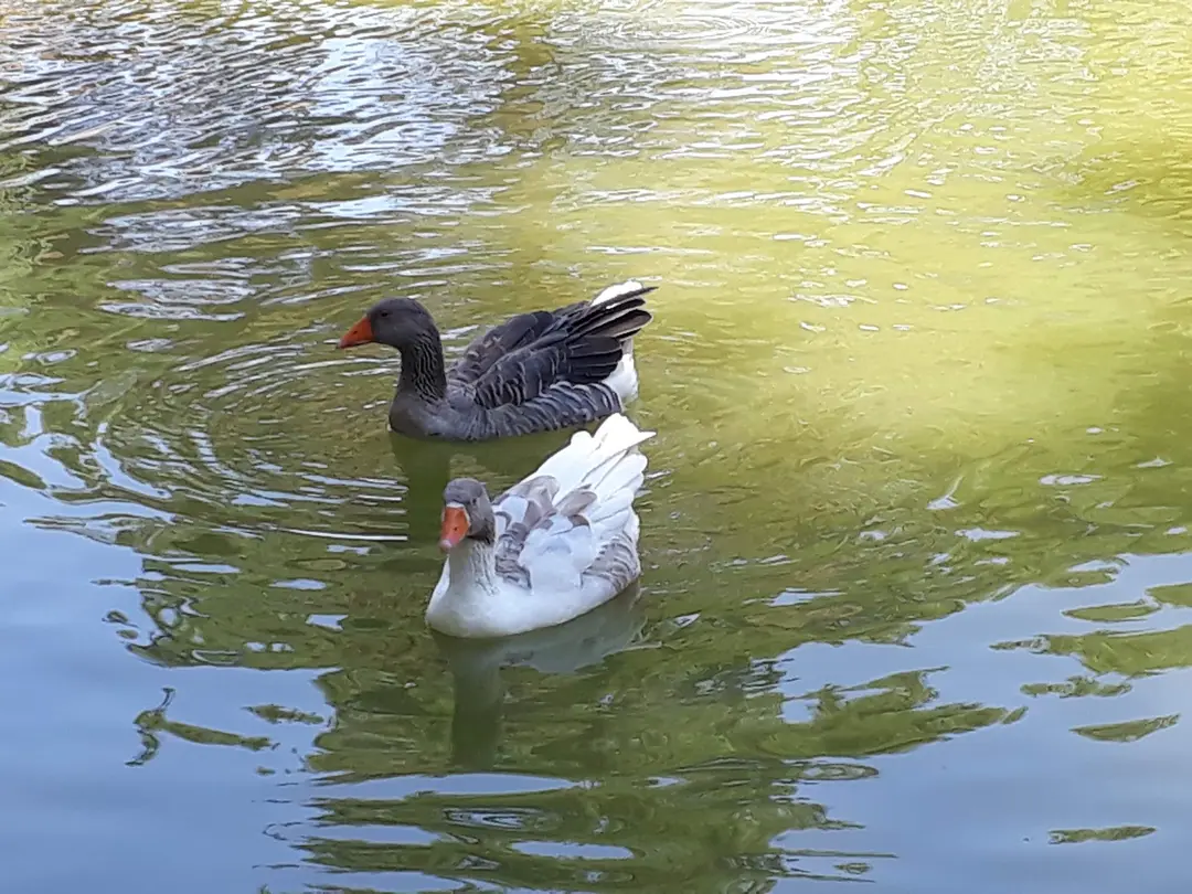 Mesir Tabiat Parkı — Manisa — küçük resim 7