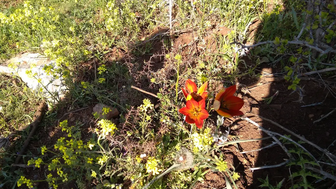 Spil Mountain National Park — Manisa — küçük resim 8