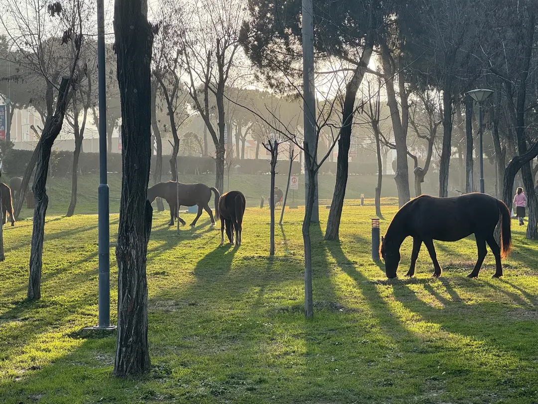 Manisa Laleli Vandrarpark — Manisa — küçük resim 7
