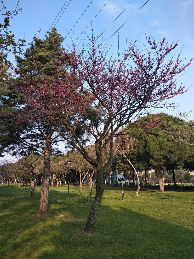 Manisa Laleli Vandrarpark — Manisa — küçük resim 4